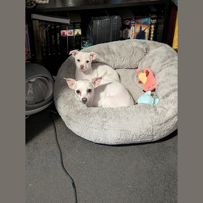 Photo of Dobby