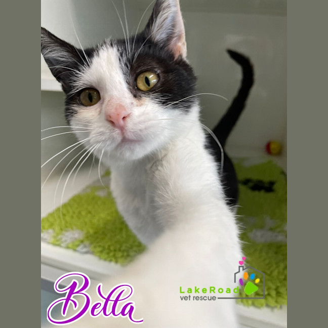 Photo of Bella