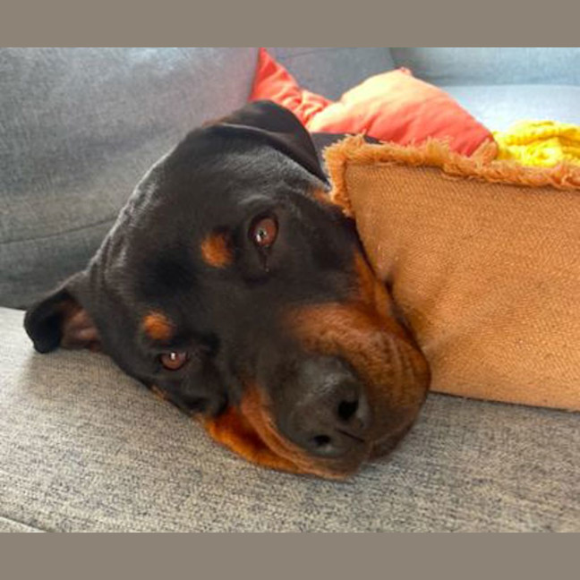 Photo of Nala