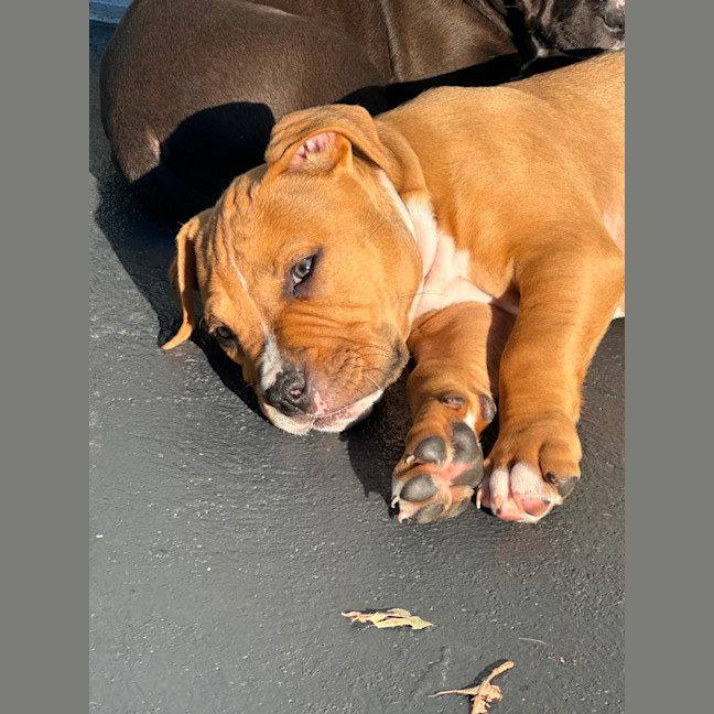 Photo of Knox