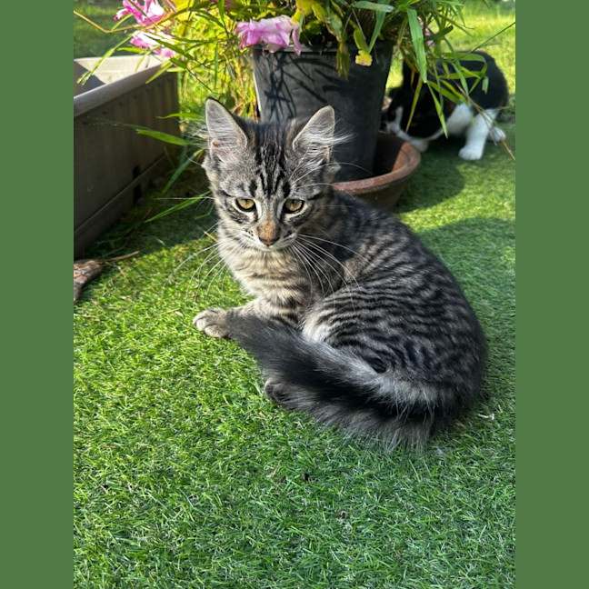 Photo of King