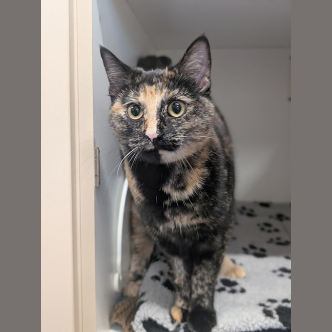 Photo of Yzma