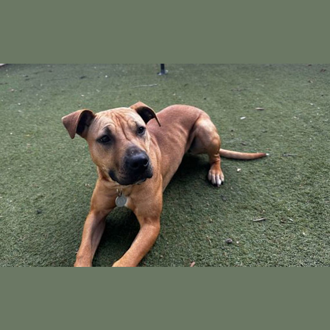 Photo of Roxy
