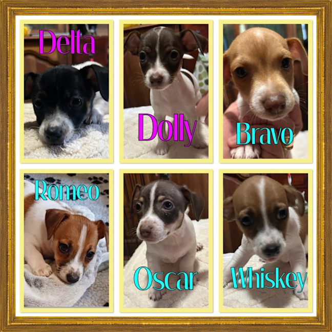 Photo of Remembrance Litter 