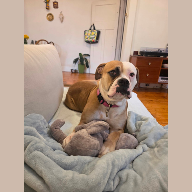 Photo of Harlow