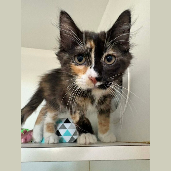 Photo of Sherbert