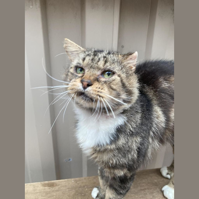 Photo of Bartholomew Ragamuffin