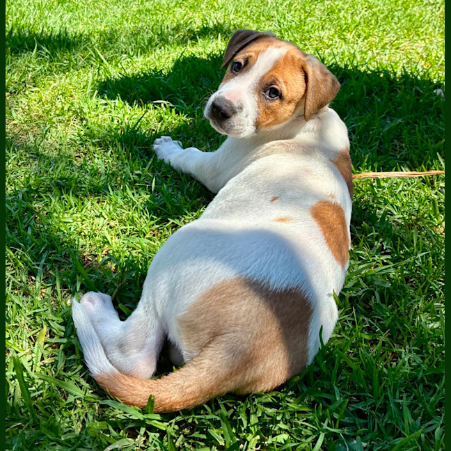 Photo of Charlie   8 Week Old Cattle Dog X 