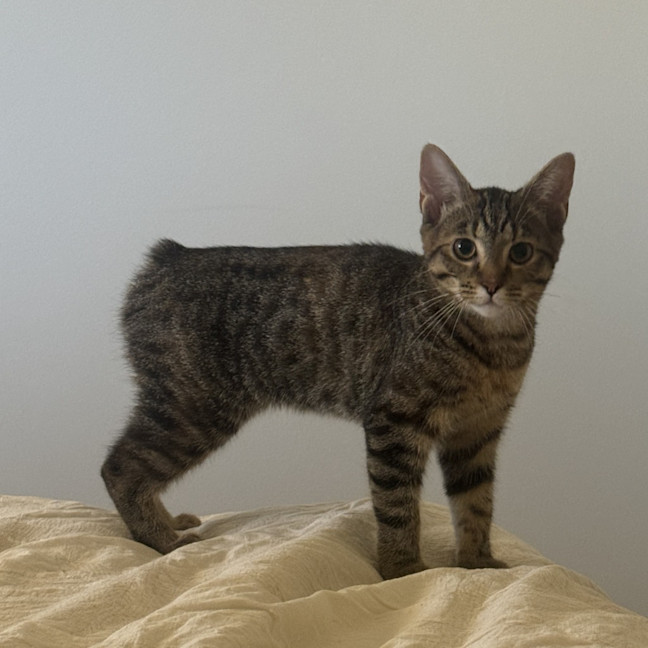 Photo of Maple