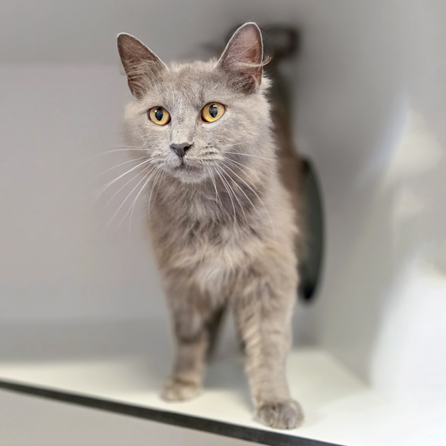 Photo of Nimbus