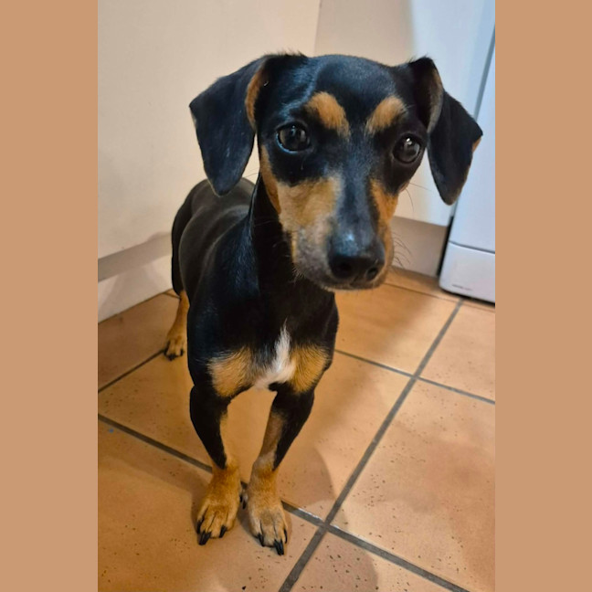 Photo of Olive