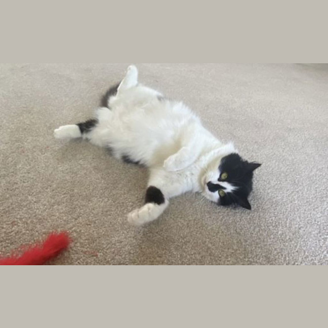 Photo of Daisybelle