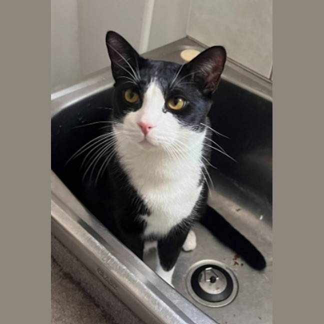 Photo of Bonded Buddies   Teddy And Sylvester