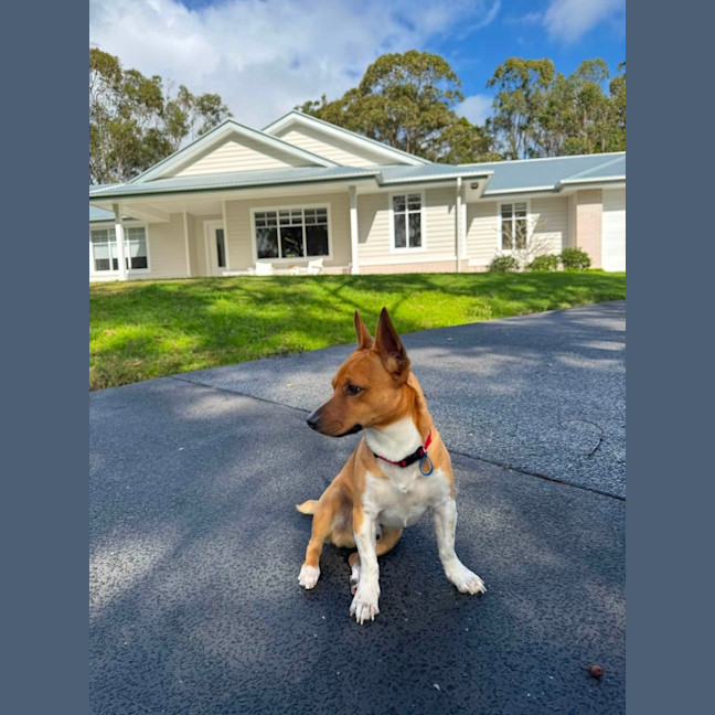 Photo of Tonka