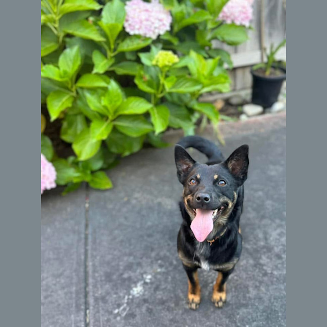 Photo of Pixie 