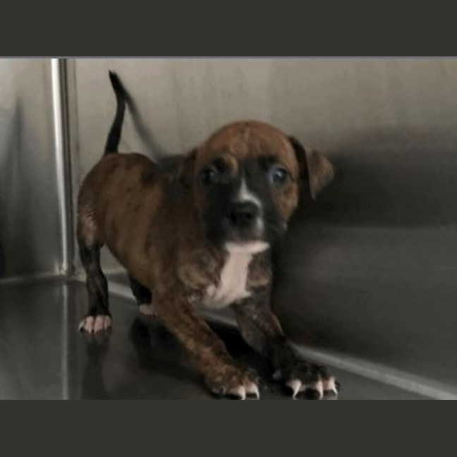 Photo of Chance (P1)