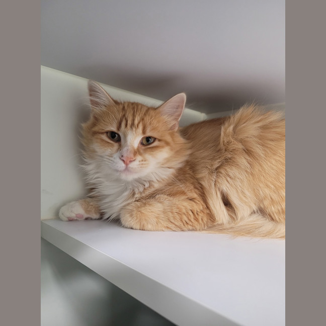 Photo of Mango