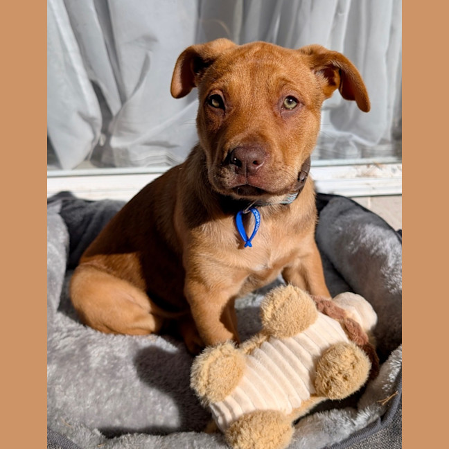 Photo of Franklin   9 Week Old Kelpie X Mastiff