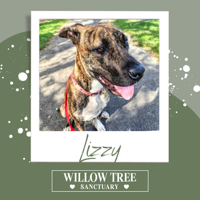 Photo of Lizzy