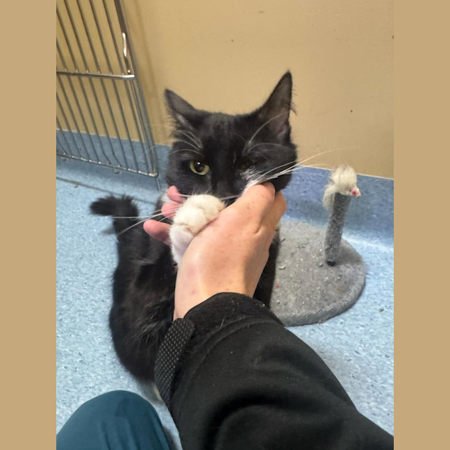 Photo of Daisy   In Foster Care In Ashburton