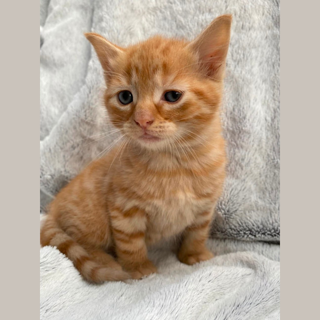 Photo of Ginger Meggs