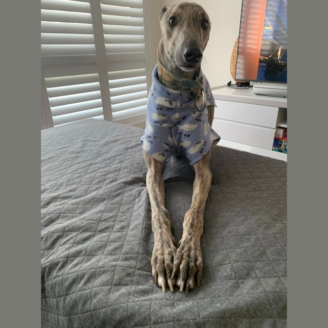 Photo of Peanut, The Pretty Greyhound