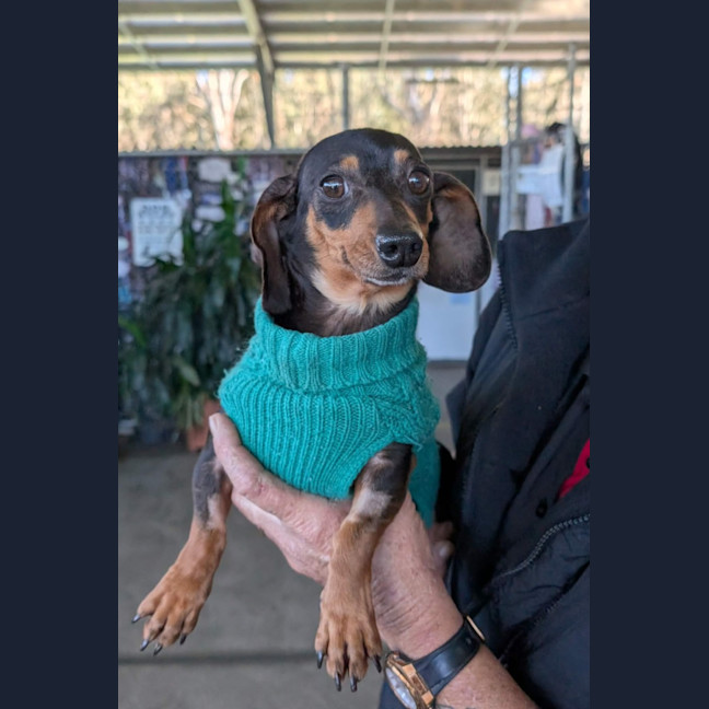 Photo of Willow