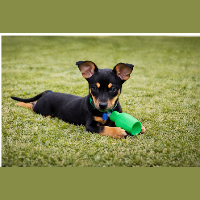 Photo of Gus   14 Week Old Chihuahua X Dachshund