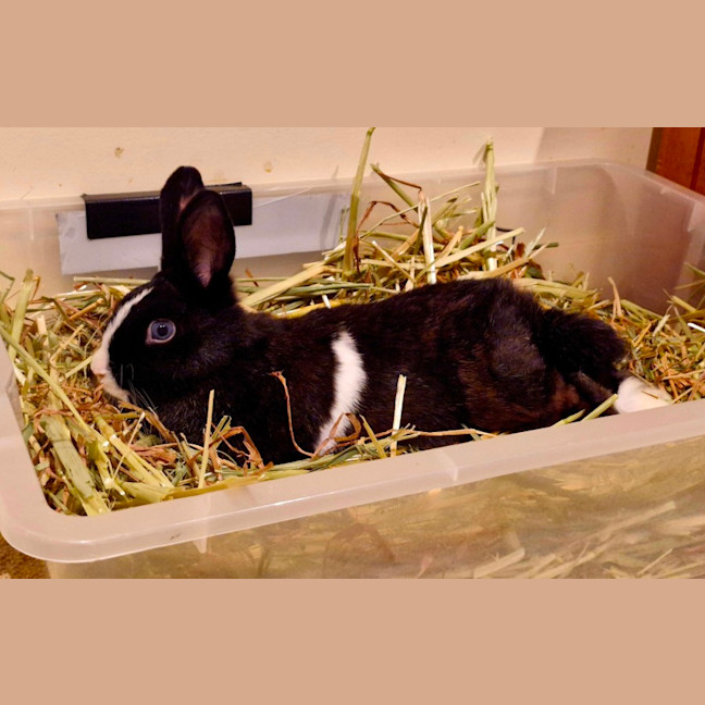 Day and Gracie - Netherland Dwarf mix Bunnies - Male Mix Rabbit in VIC ...