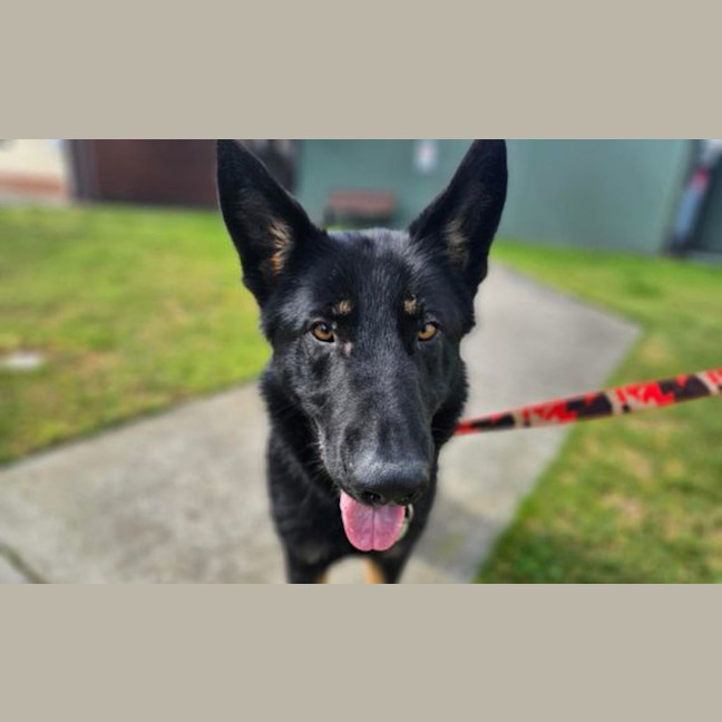 Photo of Taco