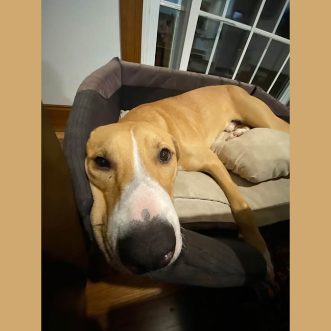 Photo of Chase 