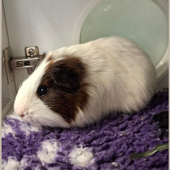 Photo of Mr Squiggles 