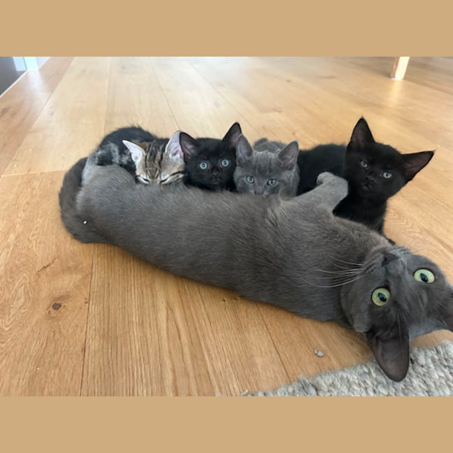 Photo of Belle & Buttons 