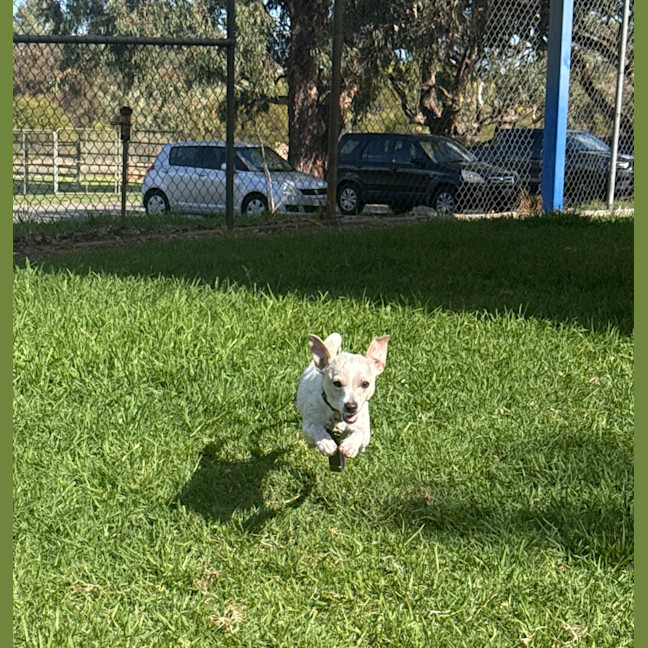Photo of Coco