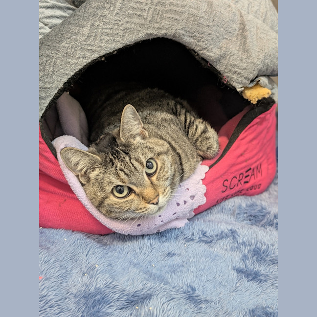 Photo of Roxy