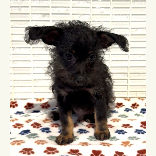 Photo of Essie