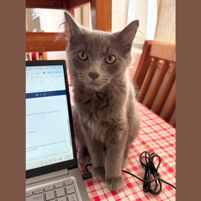 Photo of Romeo