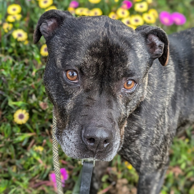 Photo of Tonka
