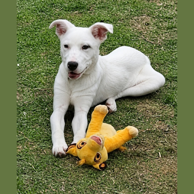 Photo of Phoenix 