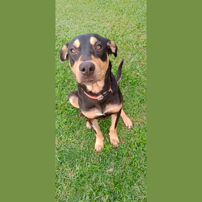 Photo of Whiskey