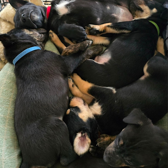 Photo of The Swedish Chef 