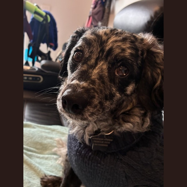 Photo of Buddy