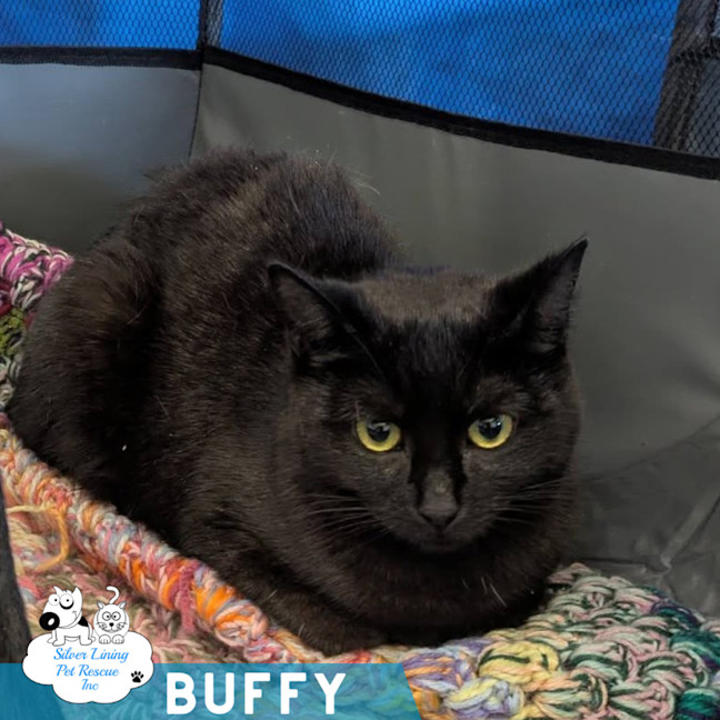 Photo of Buffy 