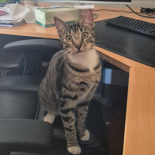 Photo of Benji