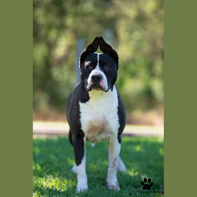 Photo of Bella