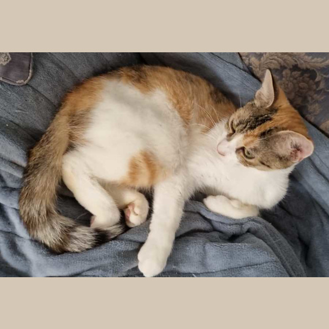 Photo of Caramel