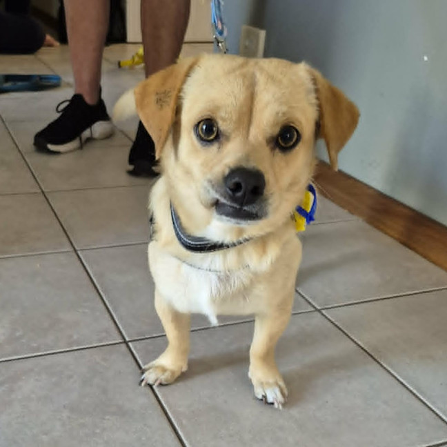 Photo of Roscoe