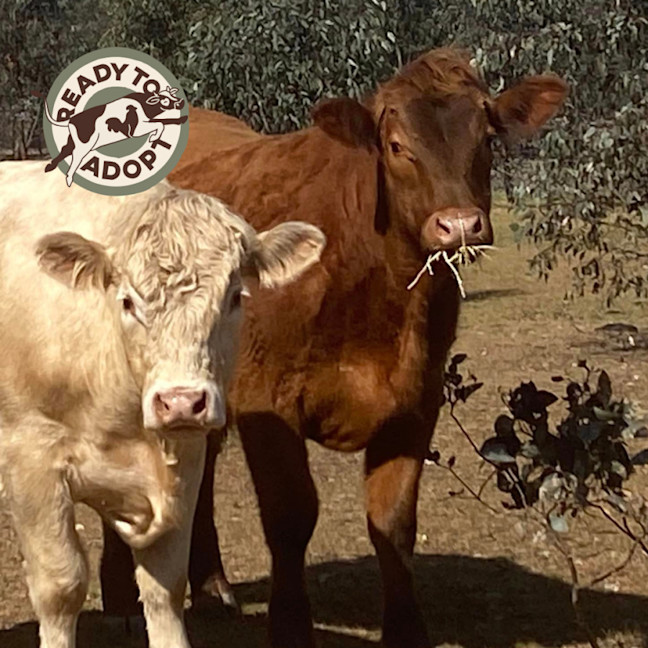 Photo of Coco, Custard, And Labrador
