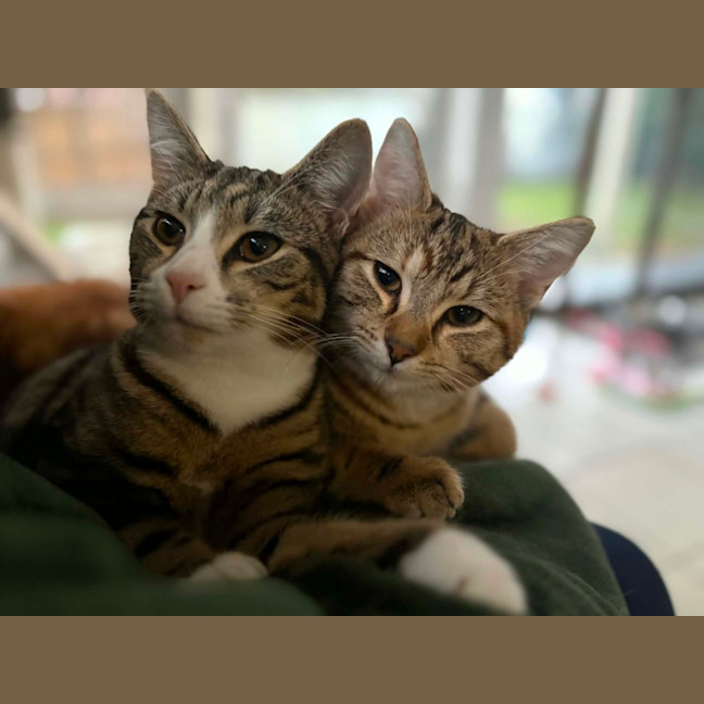 Photo of Aries & Velcro