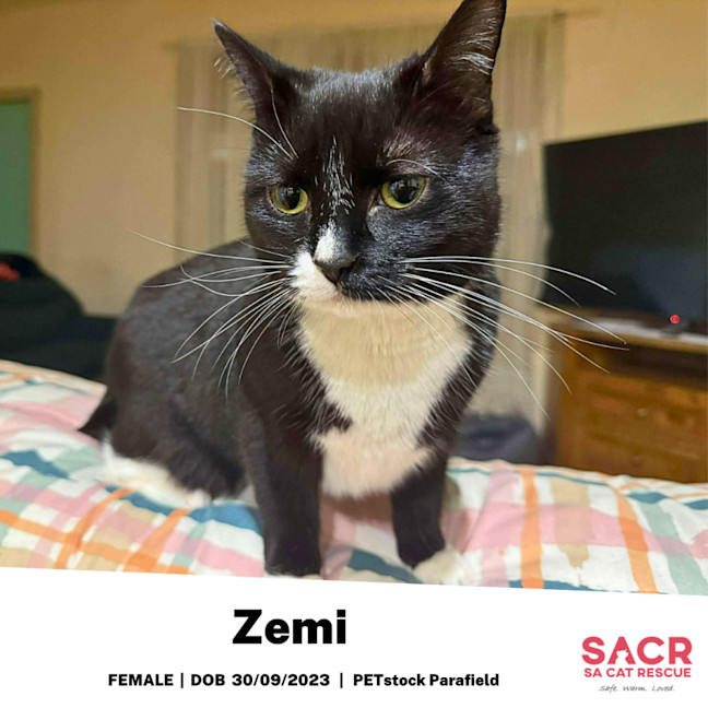 Photo of Zemi